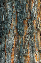 Natural background. Pine bark
