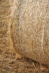 Balle dorate di fieno su campo