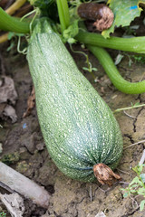 Zucchini attached to plant in the garden