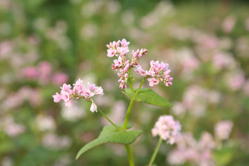 Pianta di grano saraceno con fiori rosa