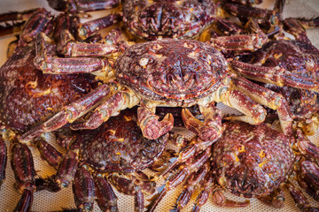 Dungeness crab on display shelf at market