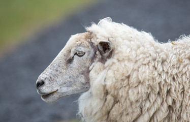 Schafsportrait