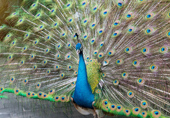 Obraz premium Beautiful spread of a peacock