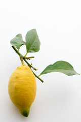 Sicilian lemon with leaves