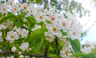 Branch of a flowering tree, on a bright background of sunlight