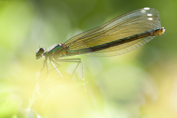 Weibliche Gebänderte Prachtlibelle - Bokeh