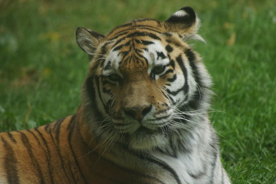 zoo de servion