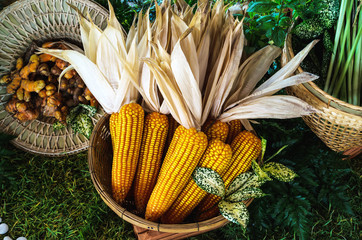 organic yellow dry corn in the basket
