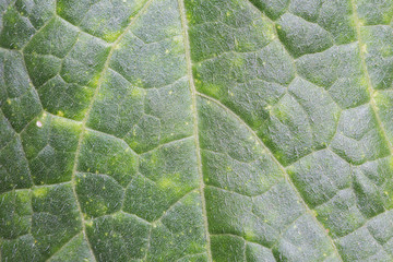 leaves