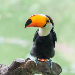 Toucan bird on the forest