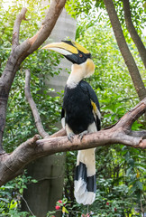 Great hornbill in rainforest