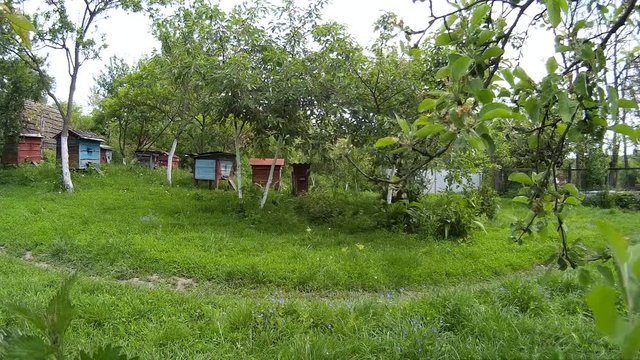 Bees are flying into blue beehive wooden boxes in the garden in the ukrainian vilage.