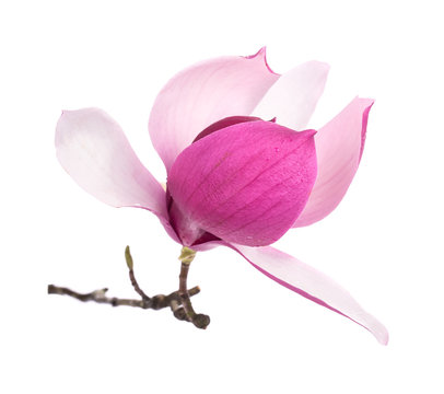 Fototapeta magnolia flowers isolated on white background