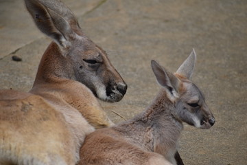 カンガルーの親子