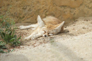 Fennec faisant la sieste sur le sable