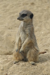 Fototapeta premium Le suricate, la sentinelle du désert