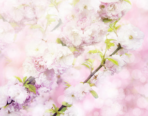 Obraz na płótnie Canvas high resolutuion cherry blosoom