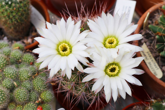 Flowering cactus acanthocalycium klimpelianum
