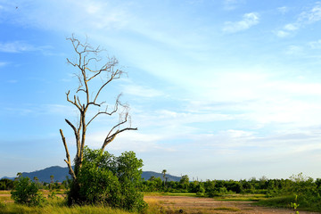 Obraz premium Land trees and blue sky 2