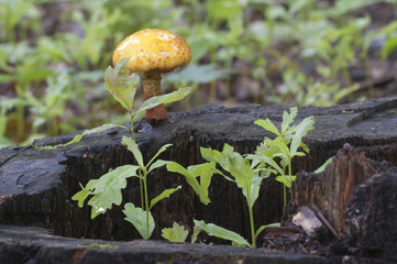 Oak seedlings and Pholiota aurivella mushroom