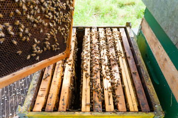 Fototapeta na wymiar Open hive, beekeeping