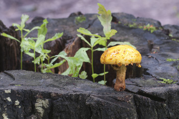Pholiota aurivella mushroom and Oak seedlings
