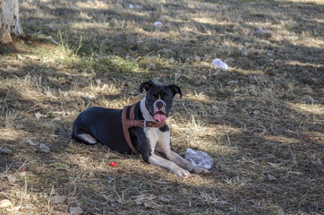 Boxer