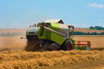 Fototapeta premium Combine harvester harvest ripe wheat on a farm