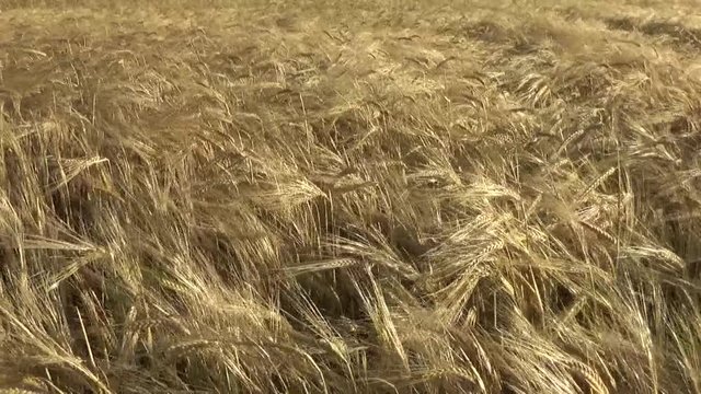 kłosy zboża na wietrze