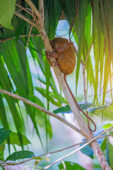 Tarsier Bohol, Philippines, closeup portrait, sits on a tree in the jungle.