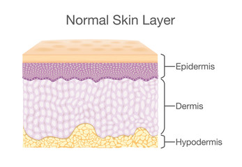 Layer of Healthy Human Skin in vector style and components information. Illustration about medical diagram.