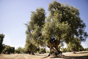 Secular Olives of Italy © fotografiche.eu