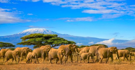 Herde afrikanischer Elefanten auf einer Safari-Reise nach Kenia mit einem schneebedeckten Kilimanjaro-Berg in Tansania im Hintergrund unter einem bewölkten blauen Himmel.