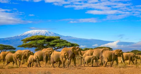 Foto auf Acrylglas Kilimandscharo Herde afrikanischer Elefanten auf einer Safari-Reise nach Kenia mit einem schneebedeckten Kilimanjaro-Berg in Tansania im Hintergrund unter einem bewölkten blauen Himmel.