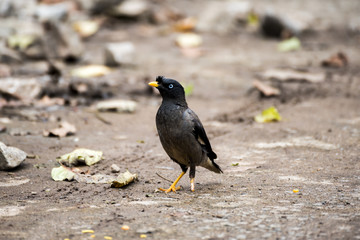 Jungle myna of the south Indian race showing blue iris - Acridotheres fuscus