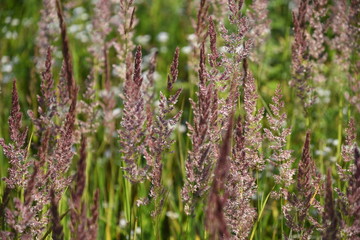 Field of the grass ears.