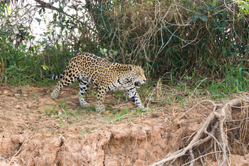 Jaguar from Pantanal, Brazil