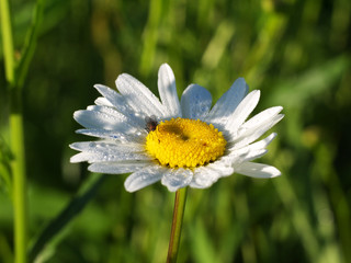 Obraz premium daisy flower with dewdrops on it under morning sunlight, macro, shadows
