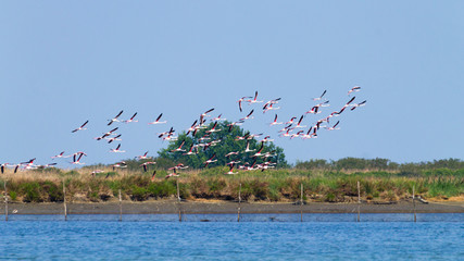 Flock of pink flamingos.Po river lagoon