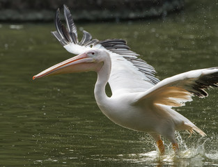 White Pelicans in zoo