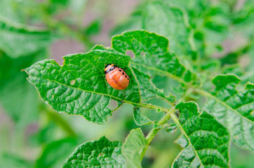 Larva Colorado potato beatle
