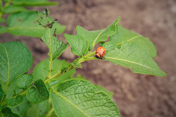 Larva Colorado potato beetle