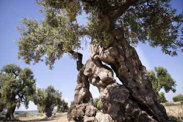 Secular Olives of Italy © fotografiche.eu