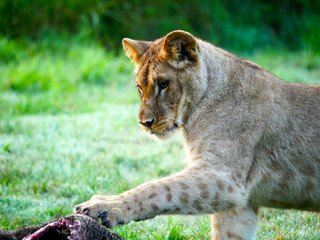 Lion