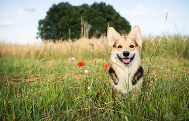 Happy and active purebred Welsh Corgi dog outdoors in the flowers on a sunny summer day.