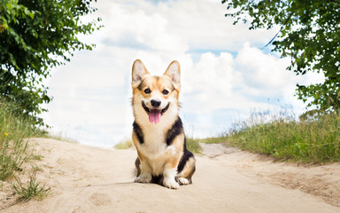 Happy and active purebred Welsh Corgi dog outdoors in the flowers on a sunny summer day.