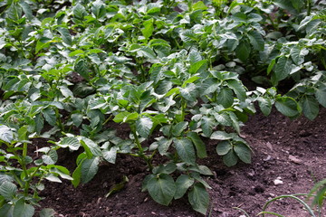 coltivazione di patate