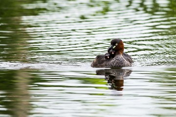 Little Grebe training her kids to swimming and protect them from hunter 