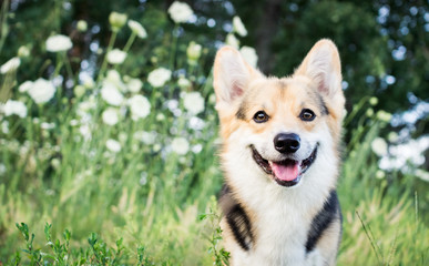 Happy and active purebred Welsh Corgi dog outdoors in the flowers on a sunny summer day. - obrazy, fototapety, plakaty