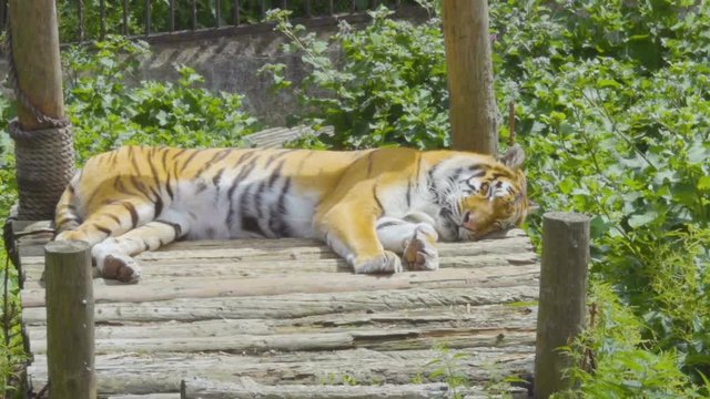 Young bengal tiger lying  on boards on  wooden bridge. Large tiger rests on a hot, sunny day. Striped Tiger close-up.